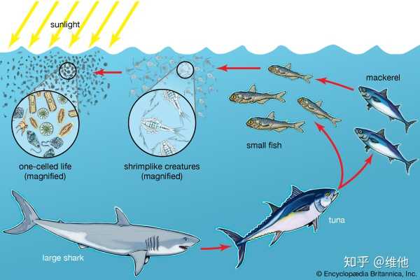 海洋稍有不同,但原理一样,下图是海洋的食物链