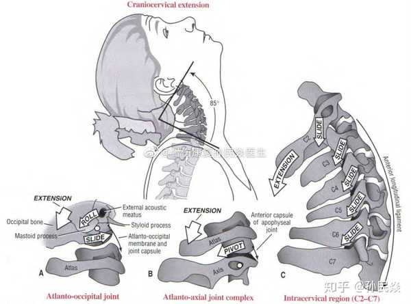 孙民焱 的想法 颈椎矢状面活动度 伸展 85度 屈曲45-50度 知乎
