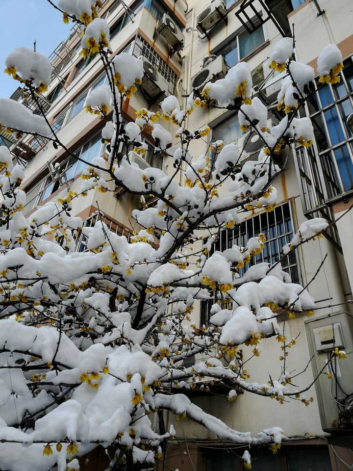 你的城市下雪了吗,可以用视频分享雪天可以做的有趣事情或者雪景吗?