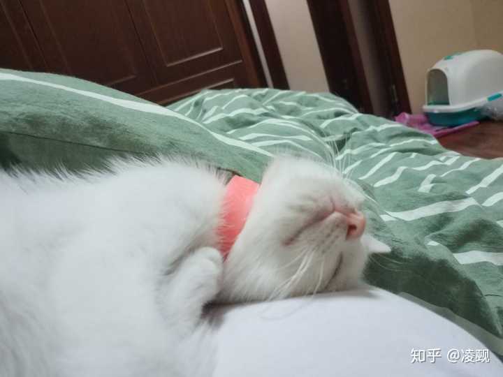 和猫睡在一个被窝,会有什么风险?