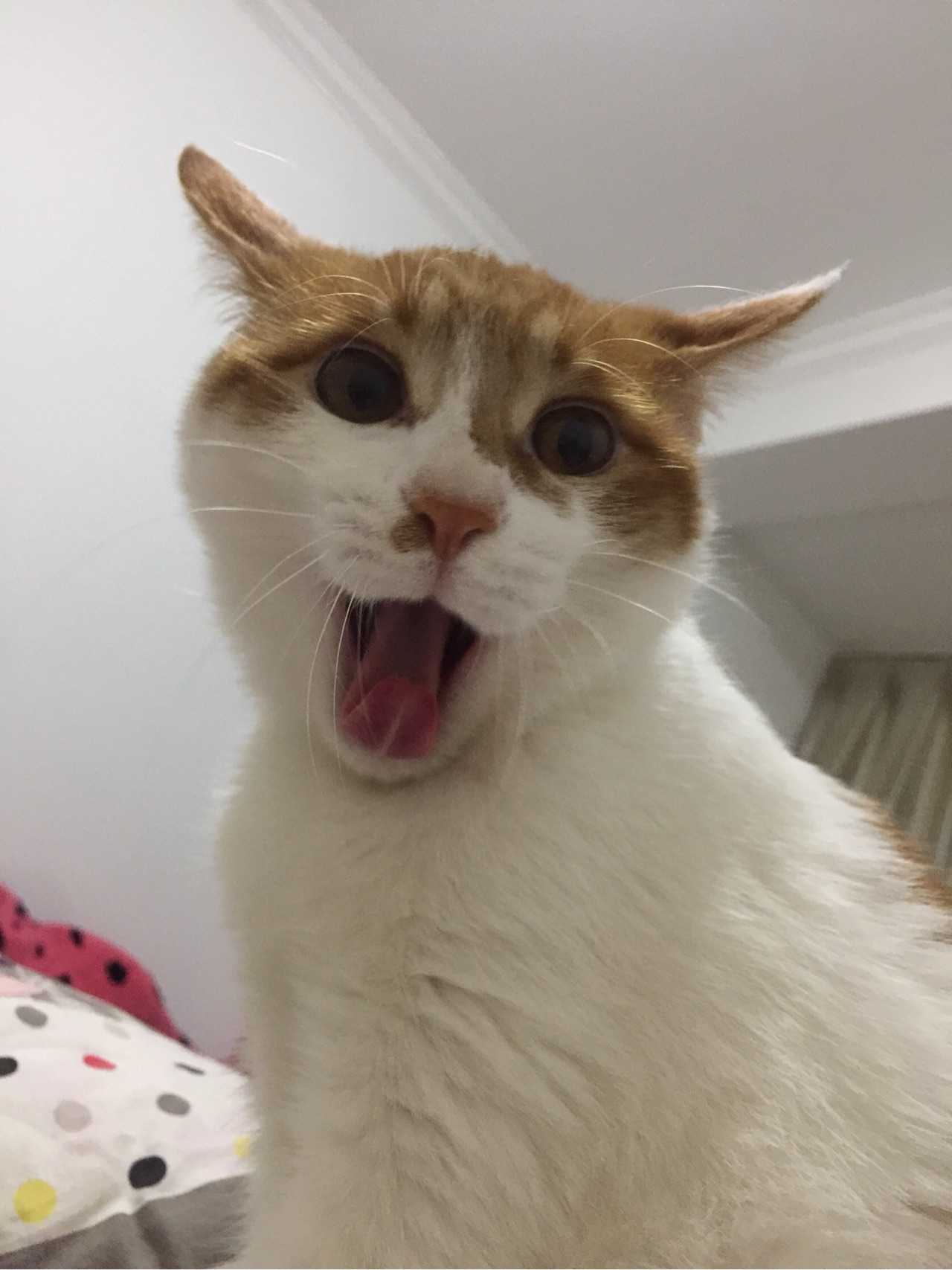小猫惊讶表情