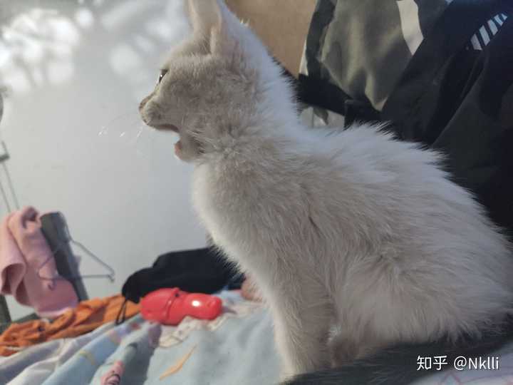 猫真的有杀死主人的意图吗?