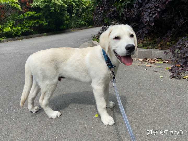 怎么喂养5个月大的纯种拉布拉多犬?