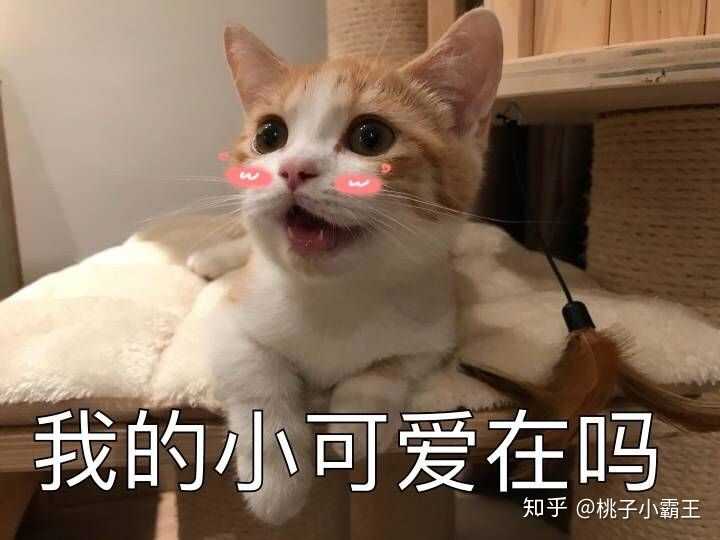 可以去微博搜索花花与三猫catlive,或者b站搜索花花与三猫catlive,我