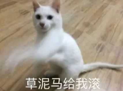 有没有恶毒凶狠的表情包?
