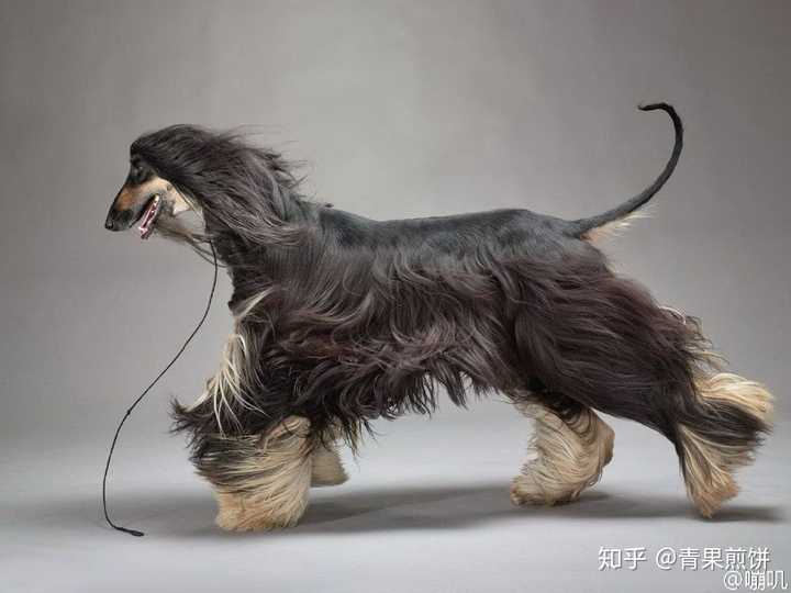 法老王猎犬