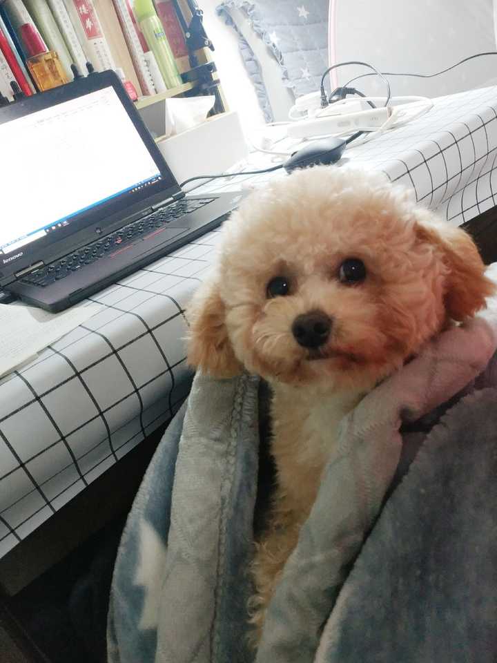 白色的比熊和灰色的泰迪,杂交会生出什么颜色的狗?
