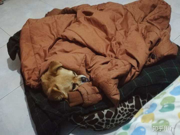 这个小懒猪舒坦上瘾了,每天吃完饭就往窝里一趟,等着我爸包成大粽子