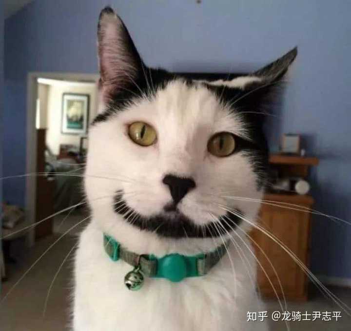 你见过最丑的猫是怎样的?