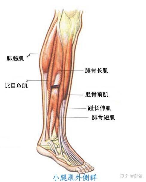 股二头肌起到了使小腿外旋的作用,这条肌肉往往比较紧张,所以松解股二