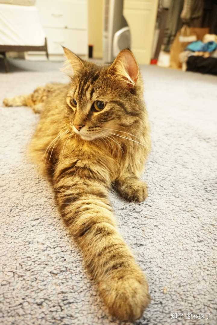 狸花猫真的认主人吗?