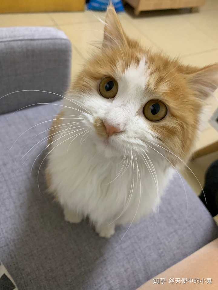 ex家的橘猫,眼睛很大很圆,躺下来一坨,还很粘人