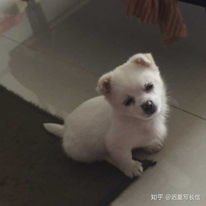 中华田园犬的颜值可以多高?