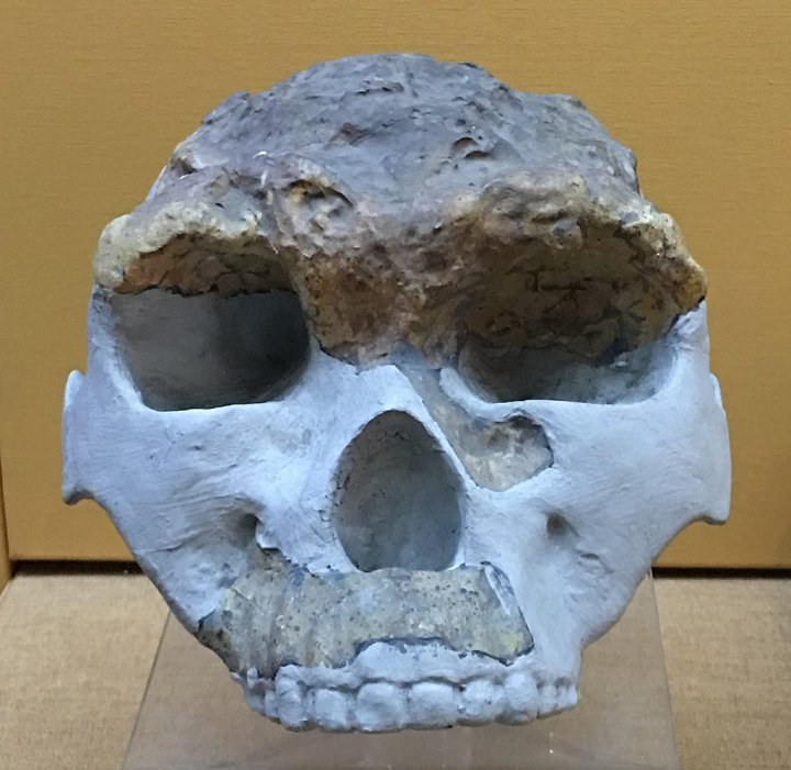 蓝田人(陈家窝 homo erectus chenchiawoensis