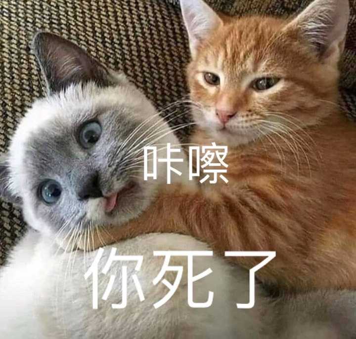 大家,有没有猫的沙雕表情包?