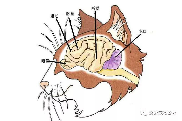 1,cat's cerebral cortex 大脑皮层,负责思考和决定的工作区域