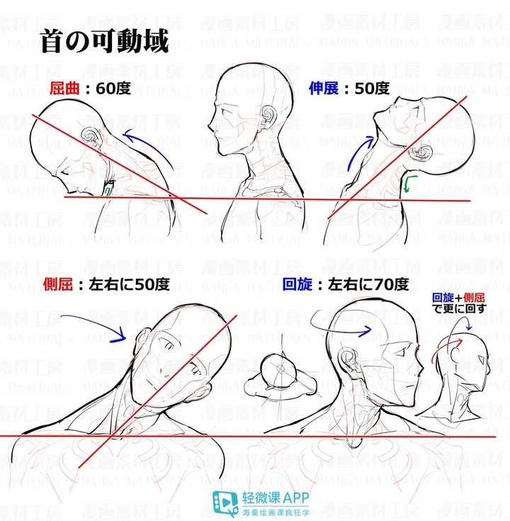 如何画好头颈肩的关系?