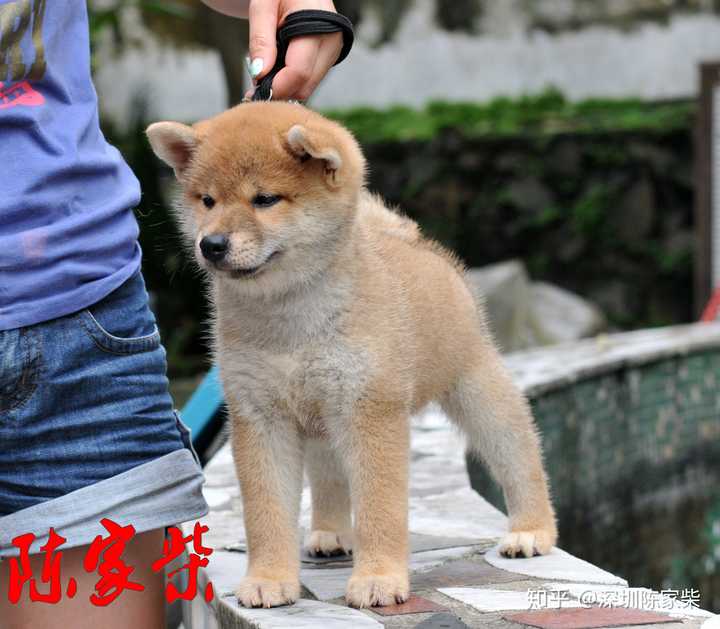 50天柴犬麻烦各位帮我看看品相感谢