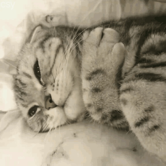 有什么特别可爱猫猫的动态图或表情包吗?
