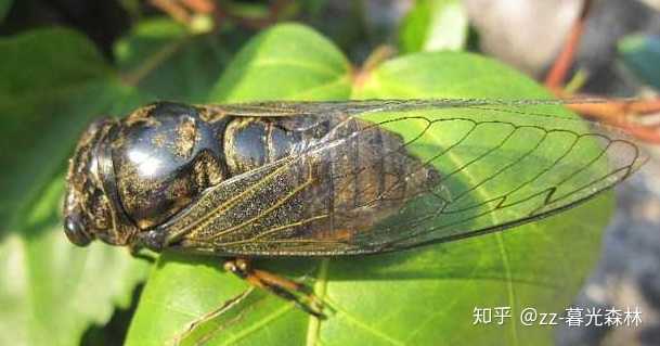 另外没有变形的大肉虫子除了嘴巴,身上几乎在消化管道周围