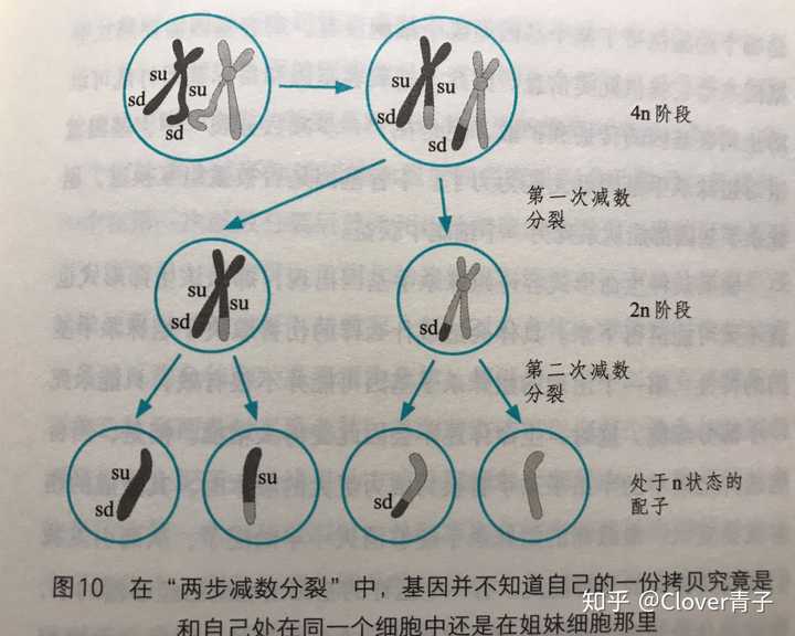 减数分裂为什么要联会?