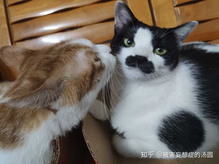 一只奶牛猫要多少钱