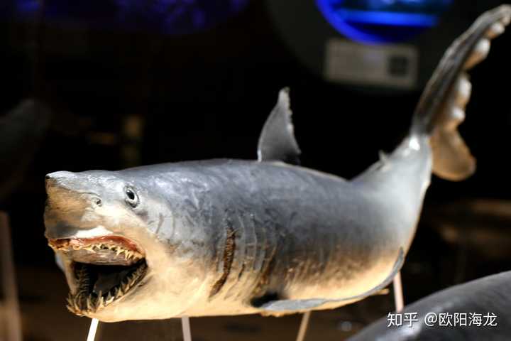 尖吻鲭鲨 (摄影:欧阳海龙)