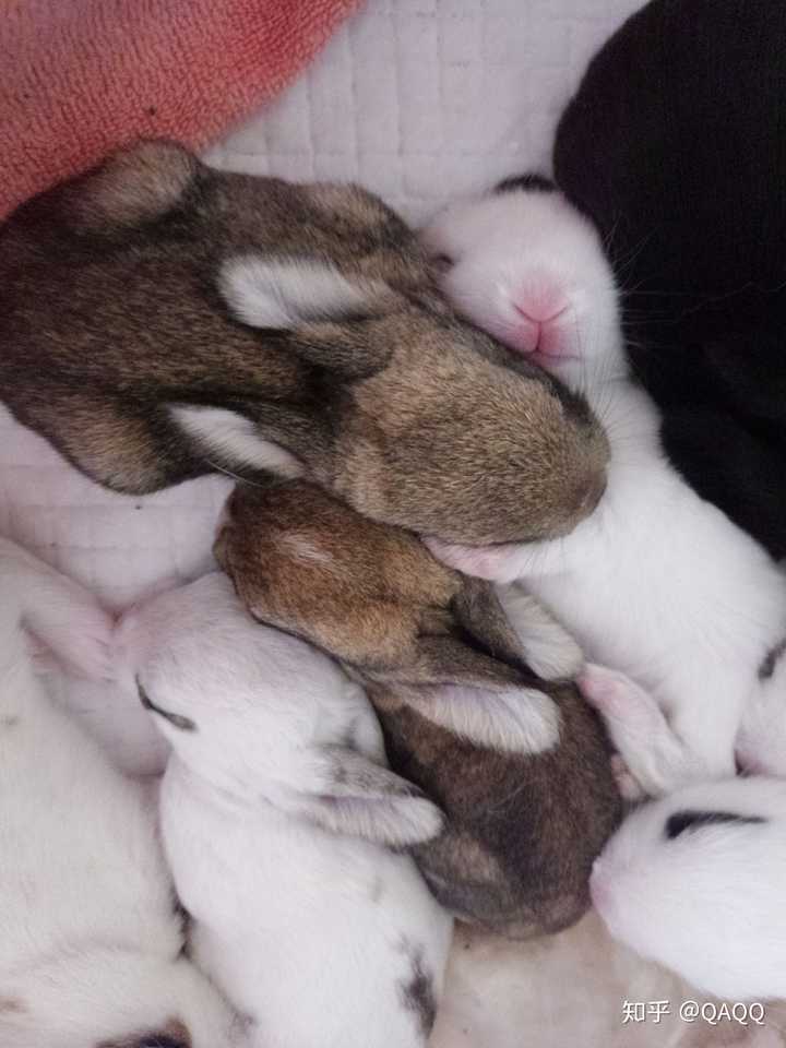 怎么照顾刚出生的小兔子?