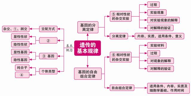 遗传的基本规律