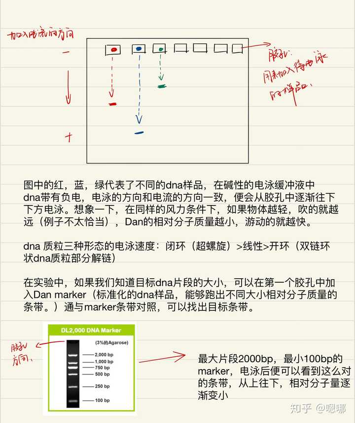 大神们来帮帮忙高中生物里这种电泳图到底怎么看