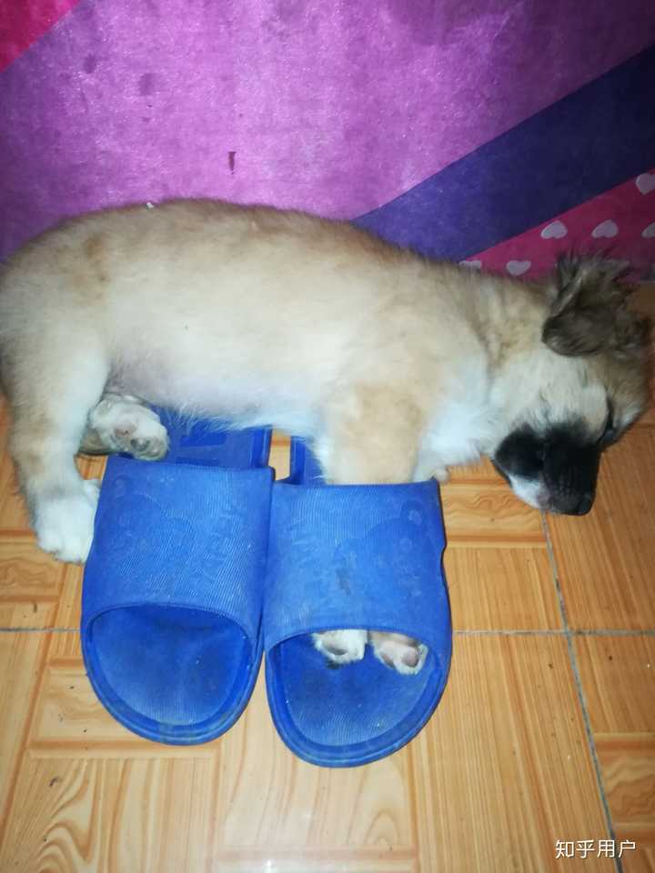 气的我贴着它耳朵大喊狗蛋,它也只是用眼神瞟我一下头都不抬