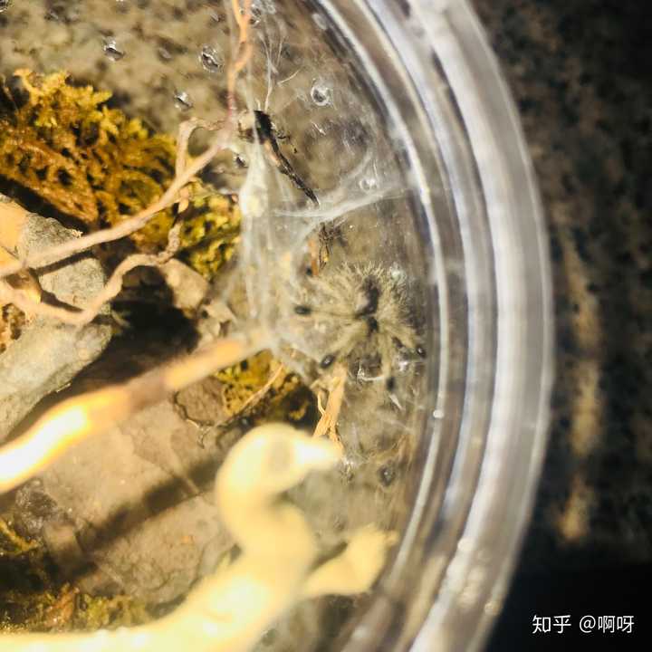 秘鲁紫粉趾