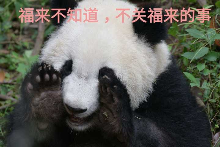 作为熊猫粉你最爱的熊猫是哪一只