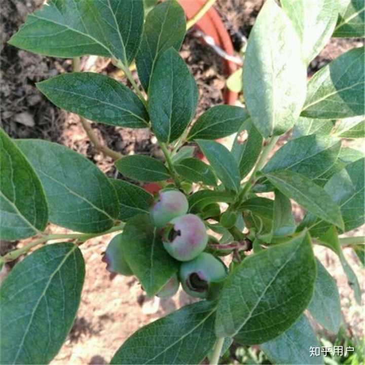 附一个蓝莓树的图大伙看看.
