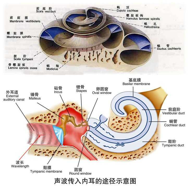 其中内耳前庭器官由半规管,椭圆囊和球囊组成,其主要功能就是感受