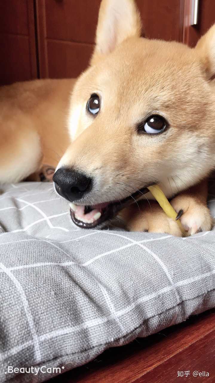 如何买到纯种健康的柴犬?
