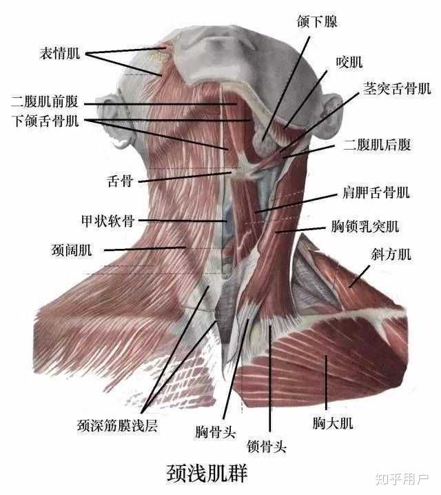 胸锁乳突肌,羡慕能看出来的人,像我这个死肥宅都快看不出来了(今年没