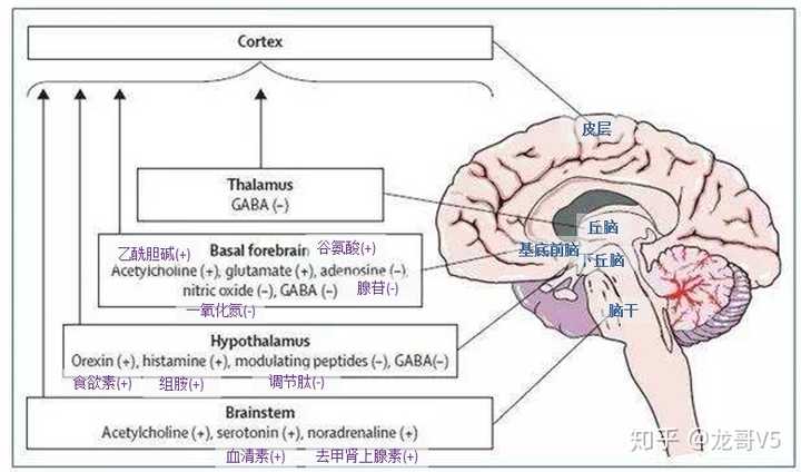首先看看 睡眠相关脑区与神经递质系统