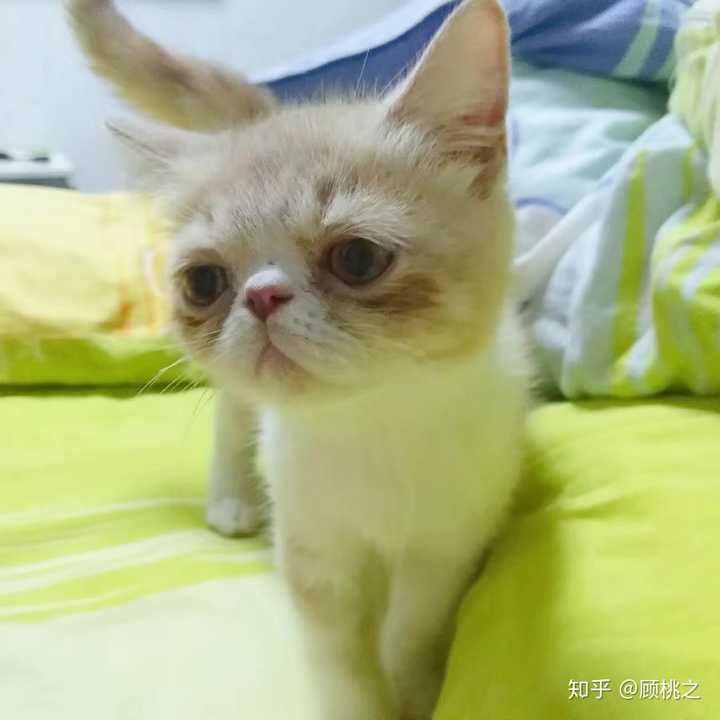 加菲猫尴尬期能有多丑?