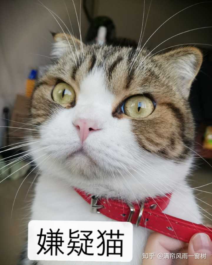 嘿嘿嘿嘿嘿 受害猫咪是公的!