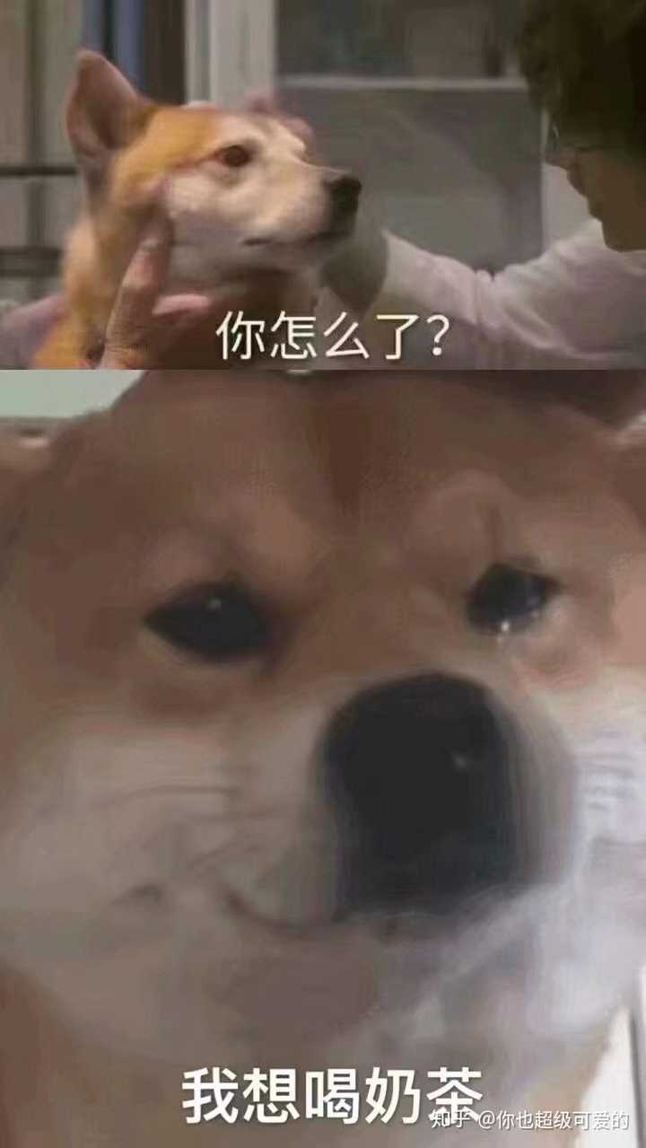 如何评价微信经常使用猫,狗表情包的人?