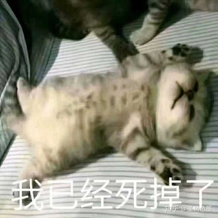 有哪些搞笑的猫咪表情包?
