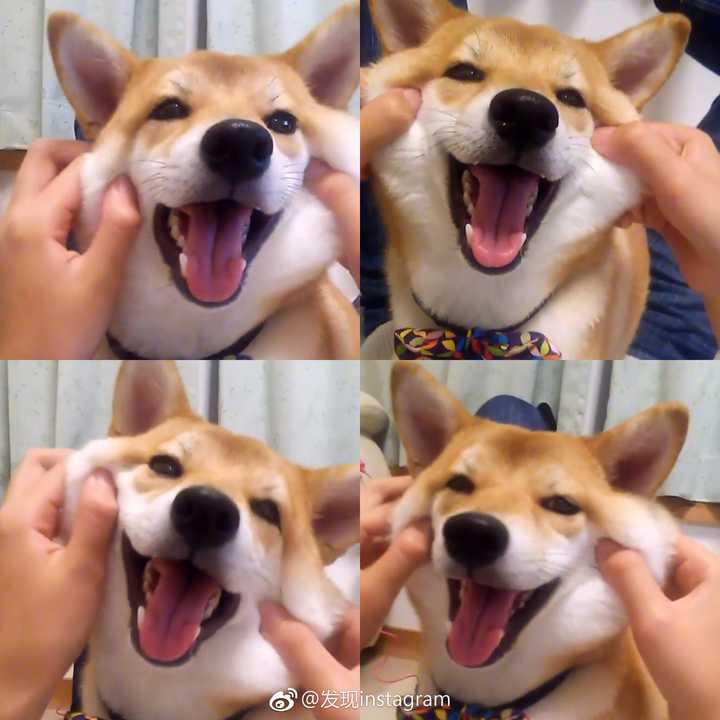 有没有一些柴犬或二哈超可爱的壁纸或头像?