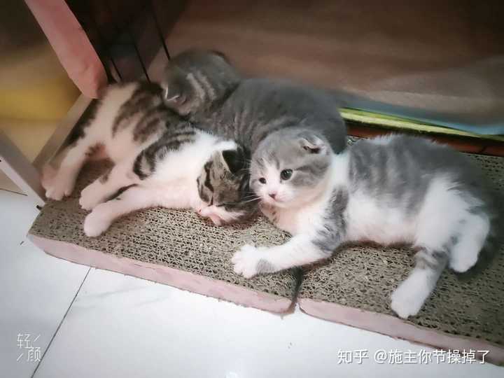 蓝猫成母配起司种公会生出哪些品种的猫?