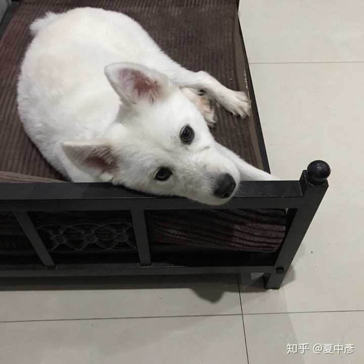 萨摩耶和柴犬,哪个比较好养?