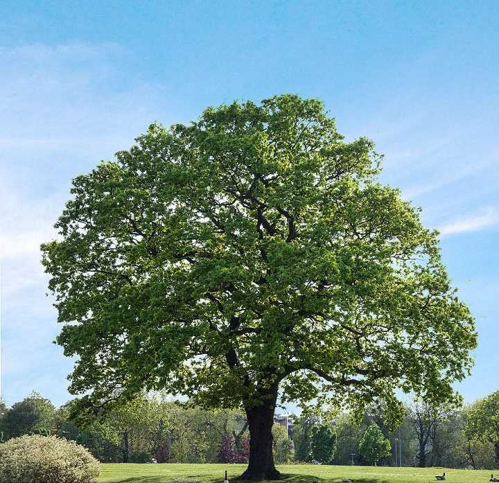 不要忘了,即使橡树您的植物可能会低于10英尺高,栎树长得非常高大.