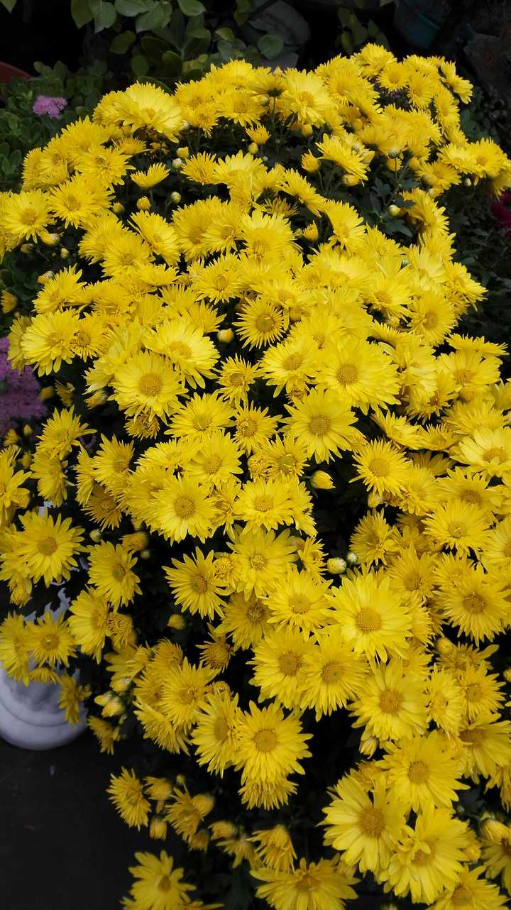 秋菊  