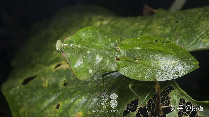 斯氏叶背螳choeradodis stalii