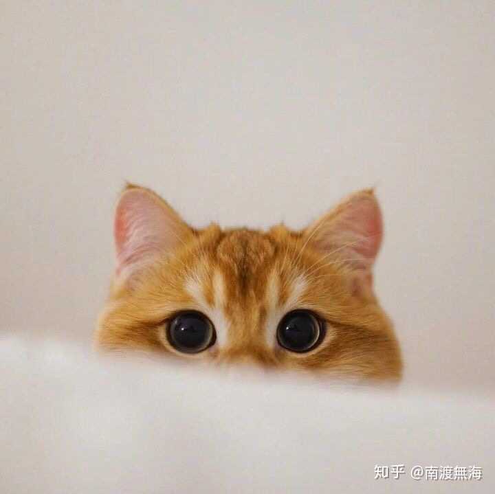 有哪些好看的猫咪壁纸或头像?