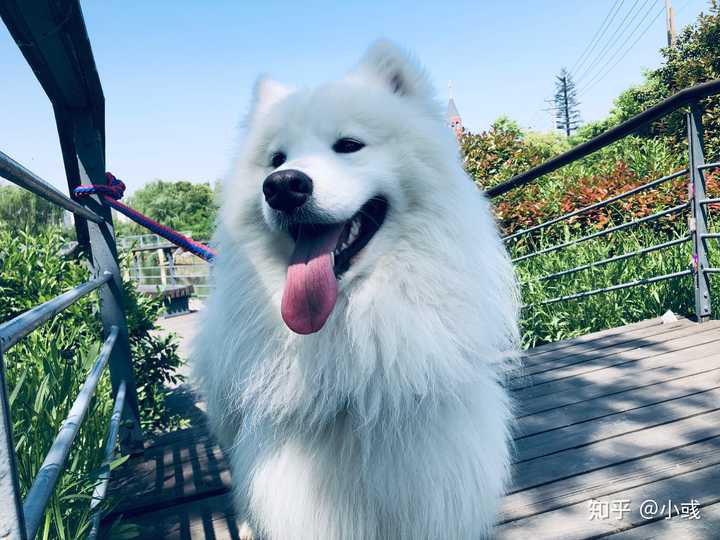 萨摩耶幼犬咬人,有教育,大概多大可以懂事?